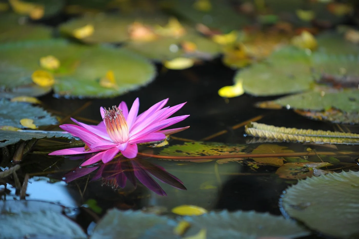 Flor sobre el agua