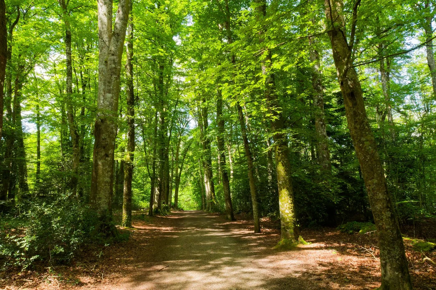 Sendero entre árboles iluminado por el sol